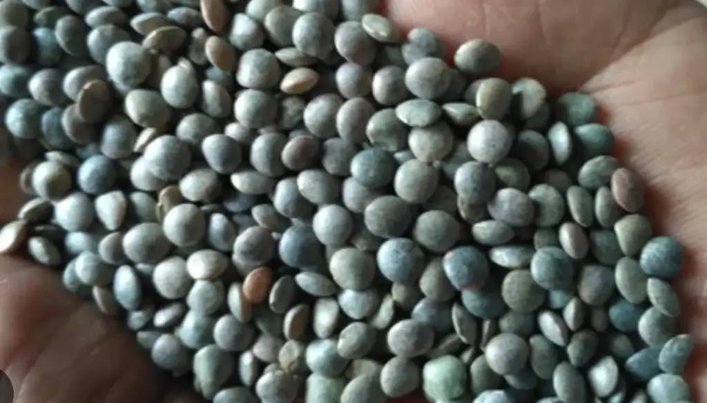 Desi Malka Masoor – The Small Yet Mighty Lentil (1kg)