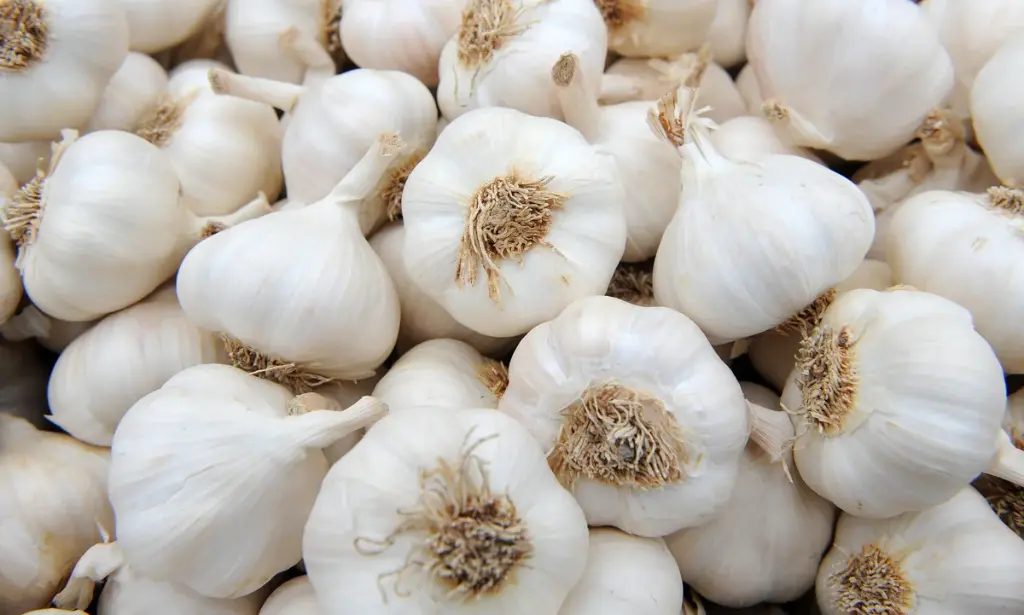 Garlic Kingdom – Fresh, Flavorful, and Packed with Goodness
