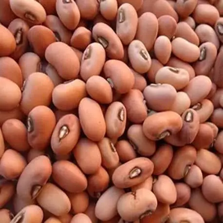 Red Lobia (Red Cowpea) | High-Protein Legume 